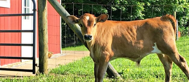 A Peek Behind the Scenes – Working Calves – June ’18 (Premium)