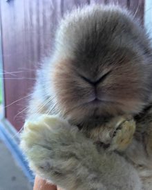 Raising Small Livestock – Great Animals for Smaller Homesteads (or those just starting)