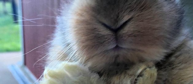 Raising Small Livestock – Great Animals for Smaller Homesteads (or those just starting)