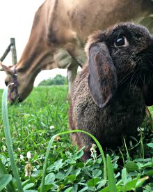A Peek Behind the Scenes (July ’18) – Free-Range Rabbit (Premium)