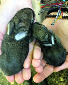 Save the Runt – the Bunny Files