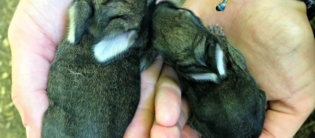 Save the Runt – the Bunny Files