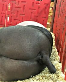 A Peek Behind the Scenes – The State Fair, New Video & Pig Porn (8/2018) Premium