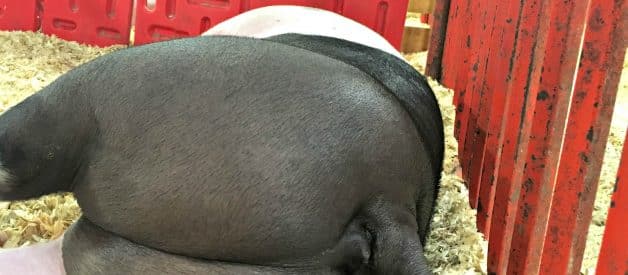 A Peek Behind the Scenes – The State Fair, New Video & Pig Porn (8/2018) Premium
