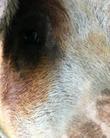 5 Reasons to Get More than One Pig – Meet Fern!