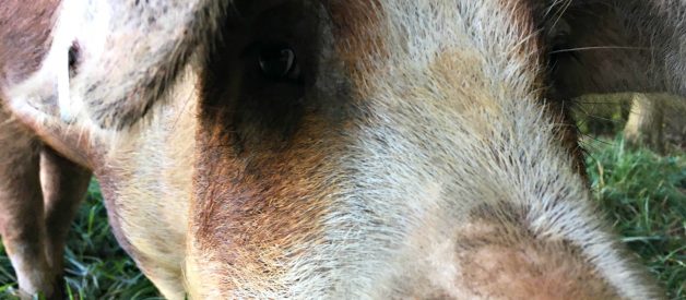 5 Reasons to Get More than One Pig – Meet Fern!