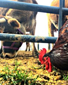 Chickens & Cows