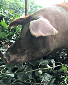 Fern’s Big Adventure – The Pig Got Out [Video] (Premium Level 2)