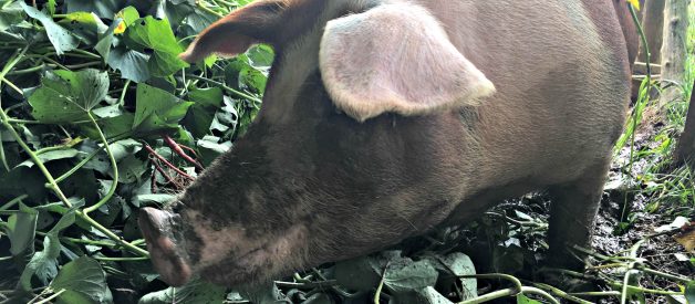 Fern’s Big Adventure – The Pig Got Out [Video] (Premium Level 2)