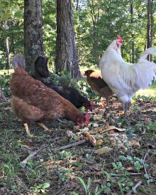 How to Feed Chickens for Free