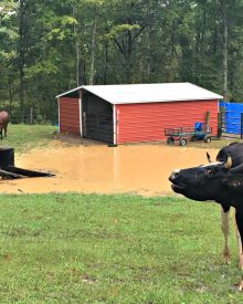 A Peek Behind the Scenes, Gus, Beef Cows, and Lots of Rain (Premium) 9/2018