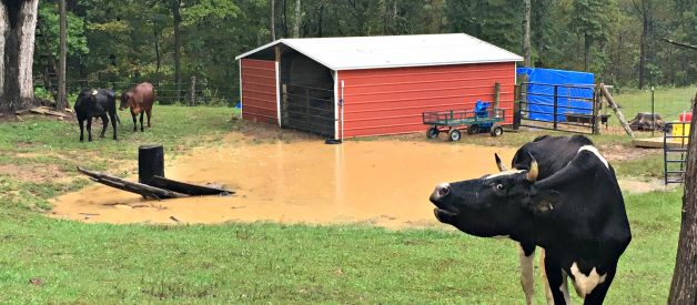 A Peek Behind the Scenes, Gus, Beef Cows, and Lots of Rain (Premium) 9/2018