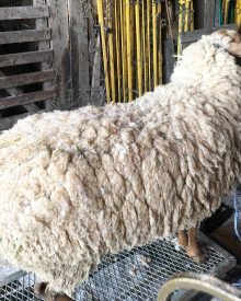 How to Shear Sheep and Why You Must Do It  (Premium)