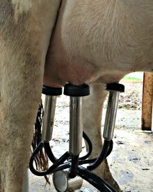 How to Milk a Cow – VIDEO (Premium)