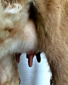 Is Mastitis Treatable?