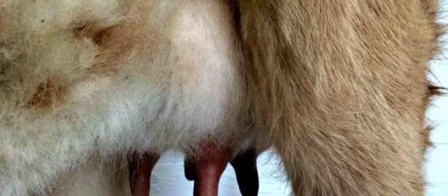 Is Mastitis Treatable?