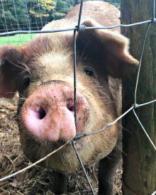 Fern Gets Some Hay – Video (Premium)