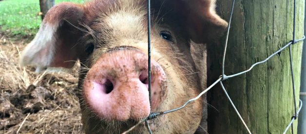 Fern Gets Some Hay – Video (Premium)