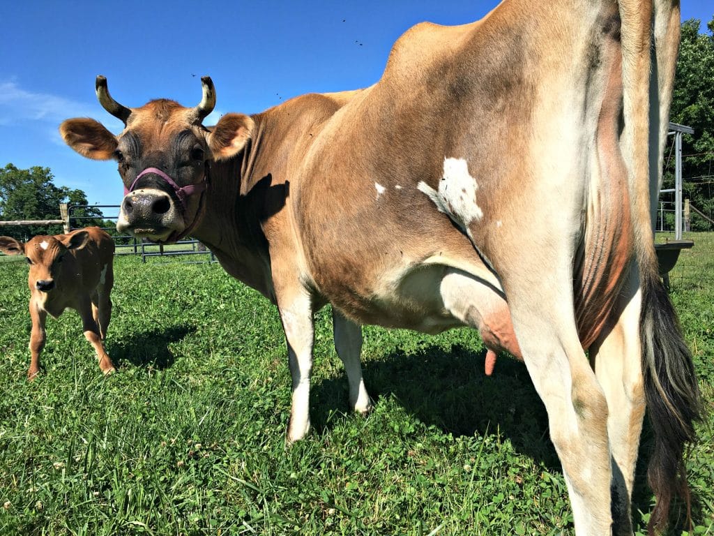 The First Time Milking What To Expect When You Milk A Cow For The First Time Farm Fresh For Life Real Food For Health Wellness