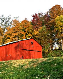 Modern Homesteading – Why We want the Chickens and the Doctor too…