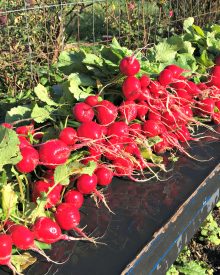 GROW YOUR OWN ORGANIC GARDENING FALL GARDEN (1) Planning & Planting the Fall Garden (Premium)