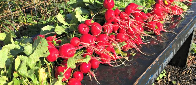 GROW YOUR OWN ORGANIC GARDENING FALL GARDEN (1) Planning & Planting the Fall Garden (Premium)
