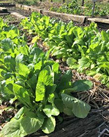 The Easy Way to Grow Lettuce From Seed