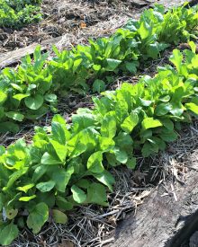 The Benefits of a Fall Garden