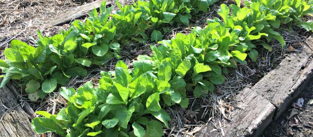 The Benefits of a Fall Garden