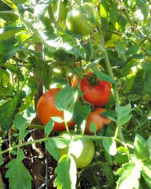 7 Things You’ll Learn From Growing Your Food