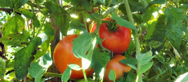 7 Things You’ll Learn From Growing Your Food
