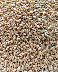 How to Make Your Own Flour with Whole Grains