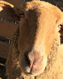 8 Reasons You Should Get Sheep and 3 Reasons not to (Premium)