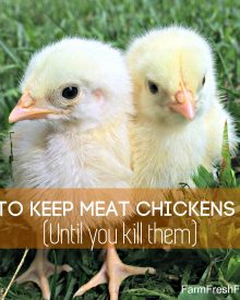 How to Keep Meat Chickens Alive – Until you Kill them