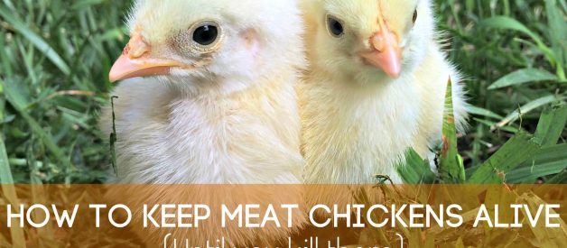 How to Keep Meat Chickens Alive – Until you Kill them