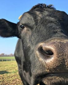 5 Reasons You Should Remove Manure from Pastures – Video (Premium)