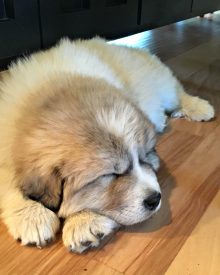 How to Take a Livestock Guardian Dog to the Vet (Premium)