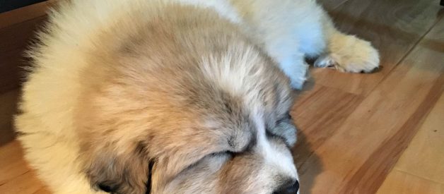 How to Take a Livestock Guardian Dog to the Vet (Premium)