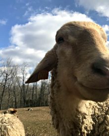 He Ate Her Ears Off  – Peek Behind the Scenes – January 2019 (Premium)