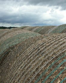 3 Ways to Start Homesteading Today – No Matter Where you LIve