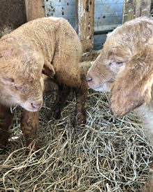 Lambing – Video (Premium)