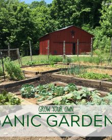 Hungry for Vegetable Gardening?  Don’t buy food – grow it!