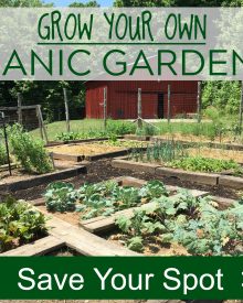 Organic Gardening Class – GROW YOUR OWN GROCERIES NOW