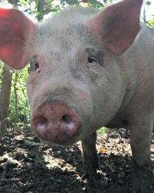 Pigs Can’t Live on Grass Alone
