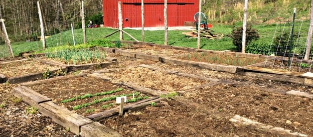 GROW YOUR OWN – ORGANIC GARDENING CLASS WEEK 1 [SOIL & SEEDS]  (PREMIUM)