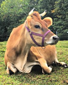 Help!  My Cow is Down!
