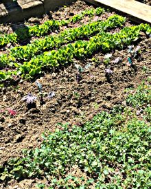 GROW YOUR OWN – ORGANIC GARDENING CLASS WEEK 2 – Compost & Fertilizing (Premium)