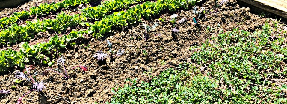 GROW YOUR OWN – ORGANIC GARDENING CLASS WEEK 2 – Compost & Fertilizing (Premium)