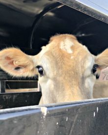 A Peek Behind the Scenes – April 2019 – Meet Daisy!  (Premium)