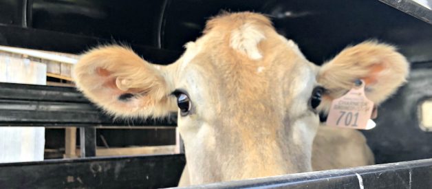 A Peek Behind the Scenes – April 2019 – Meet Daisy!  (Premium)